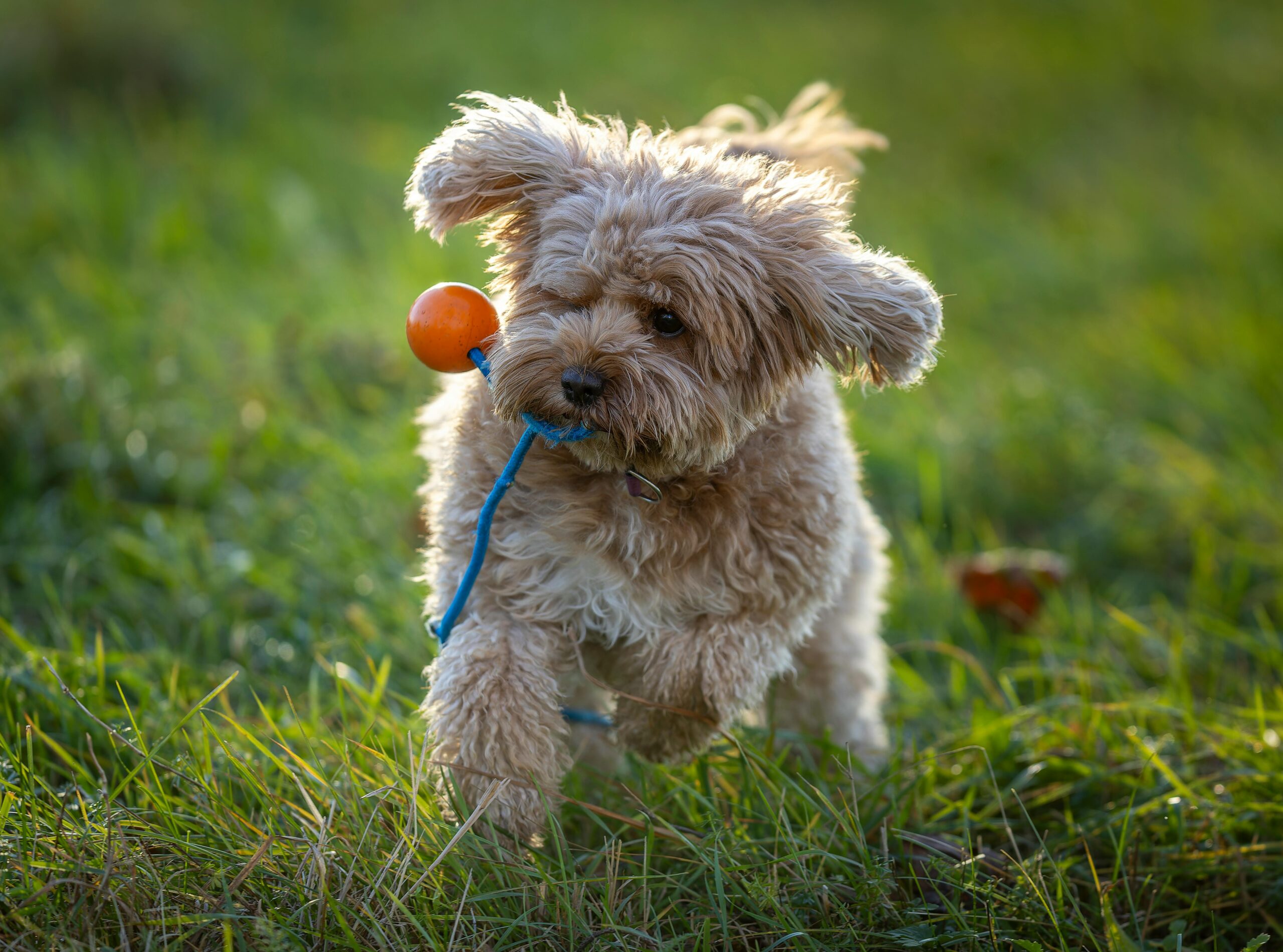 Why Cavapoos Are a Perfect Match for Older Dog Owners - The Dedicated House