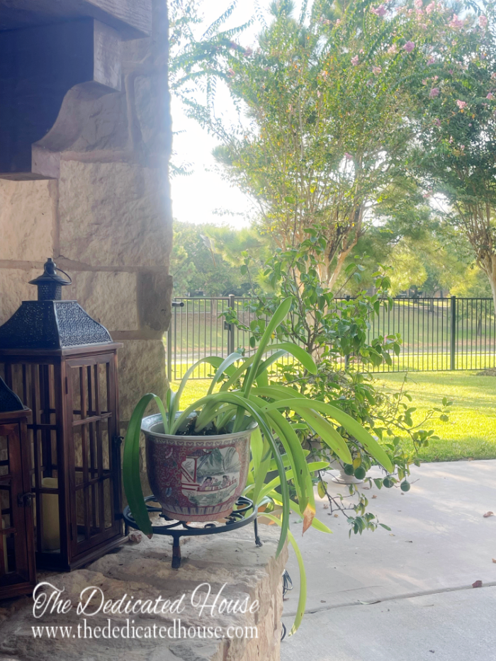 Late Summer Patio