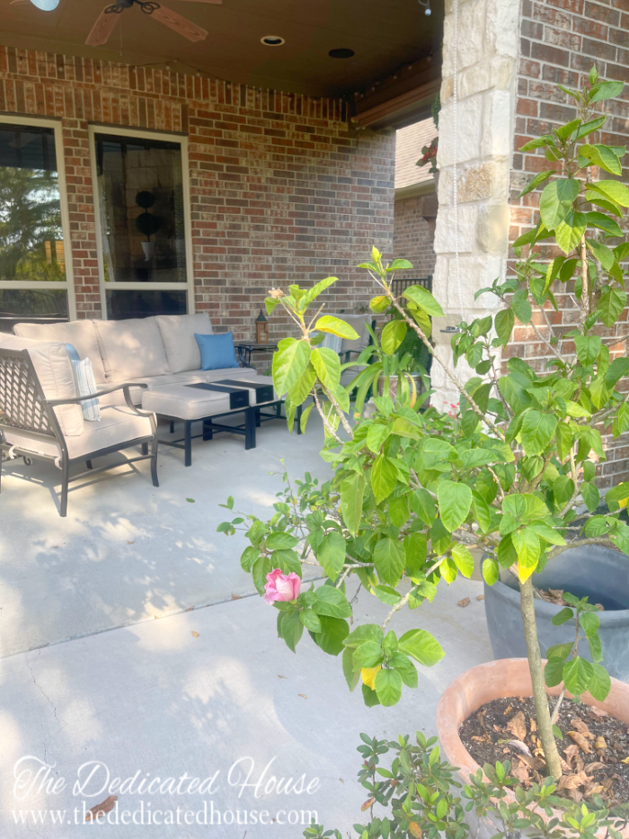 Late Summer Patio