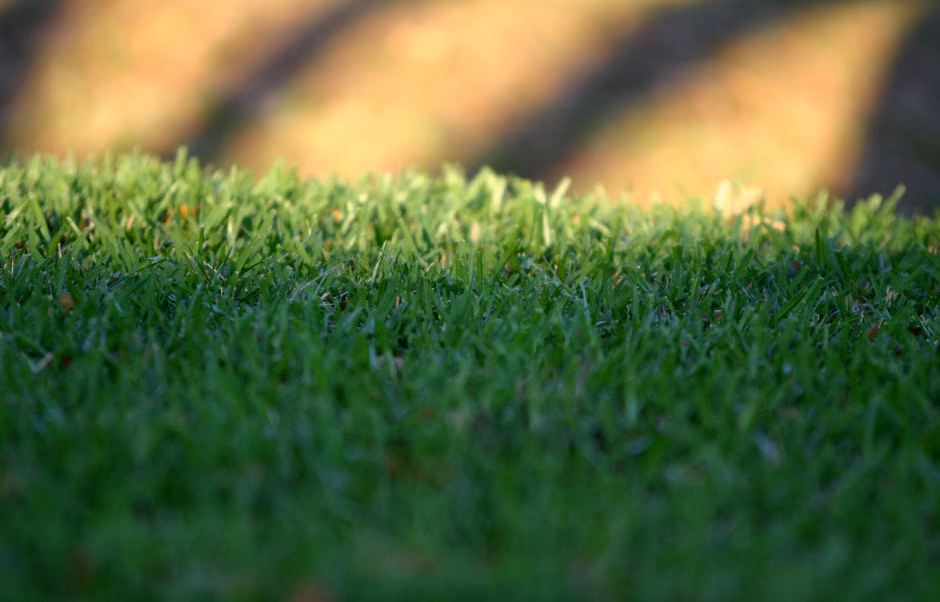 manicured mature turfgrass