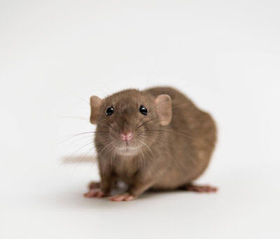 Keeping Pests Out During a Home Renovation